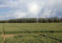 Grain varieties under climate stress: new research network examines conditions for greater food security