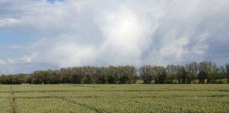 Grain varieties under climate stress: new research network examines conditions for greater food security