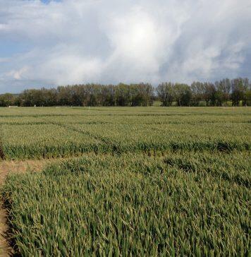 Grain varieties under climate stress: new research network examines conditions for greater food security