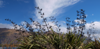 Human impact throws tree seeding out of sync – new study