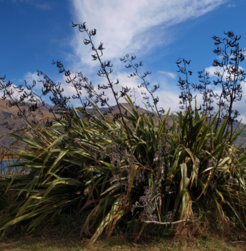 Human impact throws tree seeding out of sync – new study