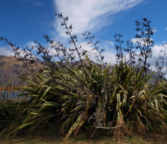 Human impact throws tree seeding out of sync – new study