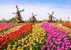 Why Study in Holland?