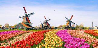 Why Study in Holland?