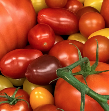 Study Reveals DNA Secrets of 100 Tomato Types