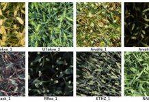 Counting wheat heads for more ecology