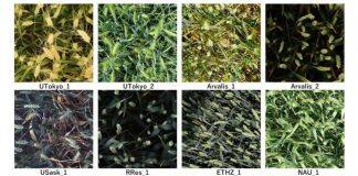 Counting wheat heads for more ecology