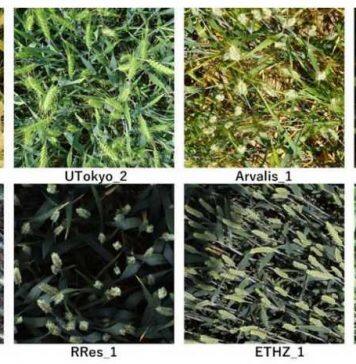 Counting wheat heads for more ecology