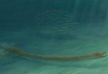 Long Neck Helped Reptile Hunt Underwater