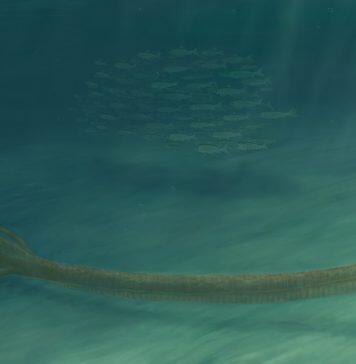 Long Neck Helped Reptile Hunt Underwater