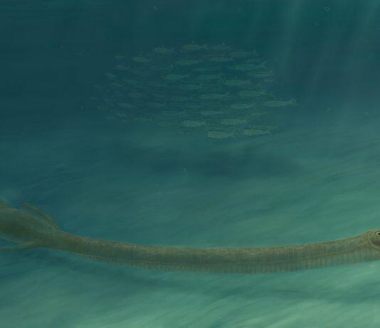 Long Neck Helped Reptile Hunt Underwater
