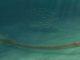 Long Neck Helped Reptile Hunt Underwater