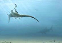 New species of dinosaur discovered on Isle of Wight