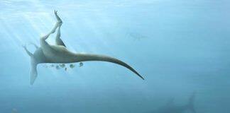 New species of dinosaur discovered on Isle of Wight