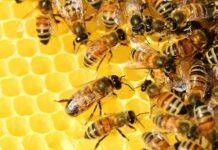 Enhancing food production with bee-friendly pesticides