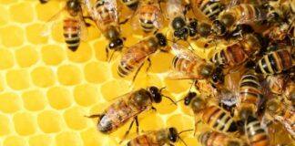 Enhancing food production with bee-friendly pesticides