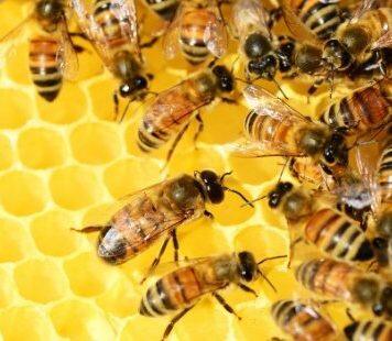Enhancing food production with bee-friendly pesticides