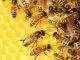 Enhancing food production with bee-friendly pesticides