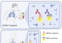 HKUMed researchers discovered that ORF8 and ORF3b
