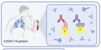 HKUMed researchers discovered that ORF8 and ORF3b