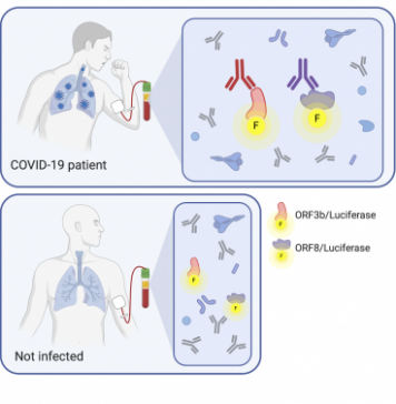 HKUMed researchers discovered that ORF8 and ORF3b