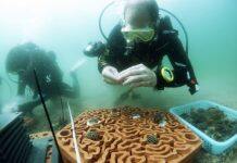 HKU architects and marine scientists co-develop novel 3D printed ‘reef tiles’ to repopulate coral communities and conserve biodiversity in Hong Kong