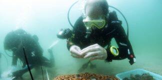 HKU architects and marine scientists co-develop novel 3D printed ‘reef tiles’ to repopulate coral communities and conserve biodiversity in Hong Kong