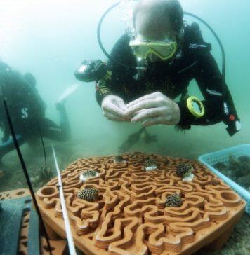 HKU architects and marine scientists co-develop novel 3D printed ‘reef tiles’ to repopulate coral communities and conserve biodiversity in Hong Kong