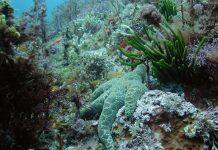 Marine Food Webs Under Increasing Stress