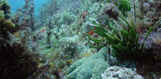 Marine Food Webs Under Increasing Stress