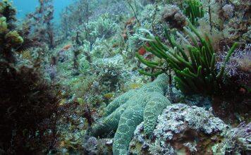 Marine Food Webs Under Increasing Stress