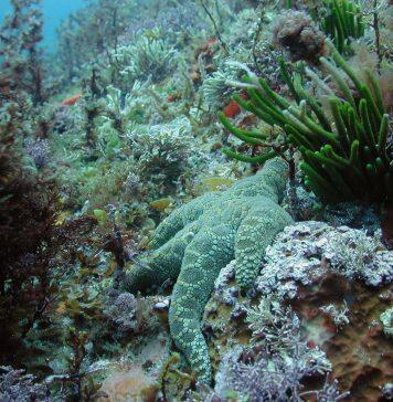 Marine Food Webs Under Increasing Stress