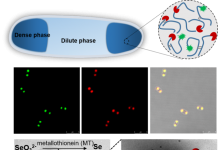 SJTU Research Team Made Progress in Artificial Membraneless Organelles