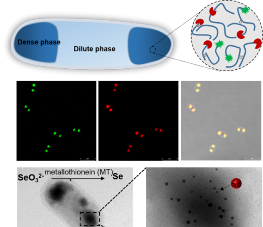 SJTU Research Team Made Progress in Artificial Membraneless Organelles
