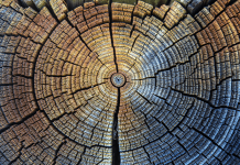 Researchers unlock secrets of the past with new international carbon dating standard