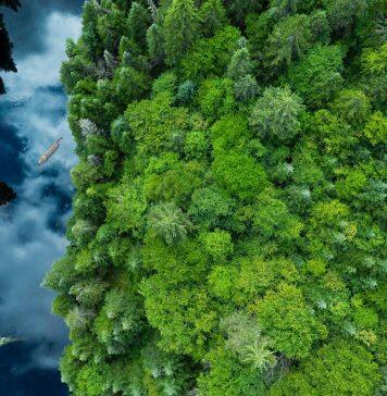 A green recovery does not need capitalism to thrive, says Concordia researcher