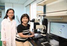 NTHU Research Team Unveils Ray of Hope for Improving Dementia Treatment