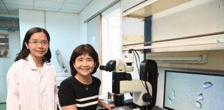 NTHU Research Team Unveils Ray of Hope for Improving Dementia Treatment