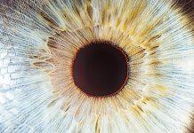 Scientists create artificial human retinas