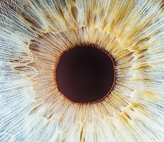 Scientists create artificial human retinas
