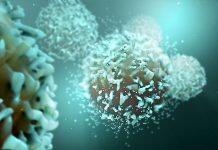 Improving the efficacy of cellular therapies