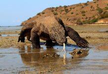 Climate Change Threatens Komodo Dragons