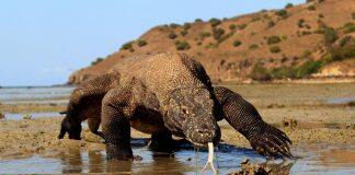 Climate Change Threatens Komodo Dragons