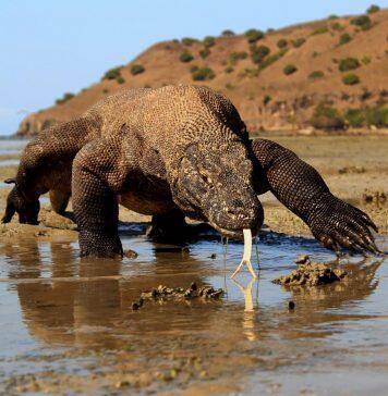 Climate Change Threatens Komodo Dragons