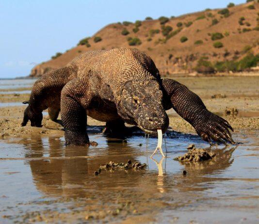 Climate Change Threatens Komodo Dragons