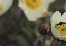 Heated rivalries for pollinators among arctic plants