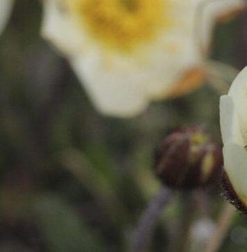Heated rivalries for pollinators among arctic plants