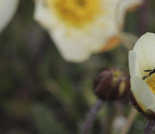 Heated rivalries for pollinators among arctic plants