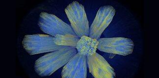 Bioengineers capture the quirky beauty of biology in their art