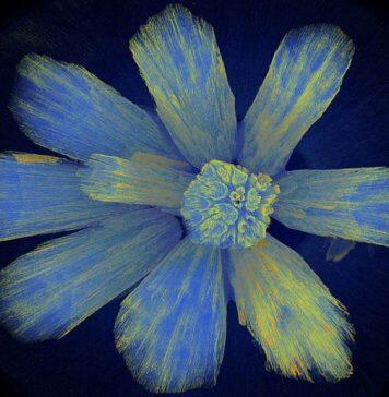 Bioengineers capture the quirky beauty of biology in their art
